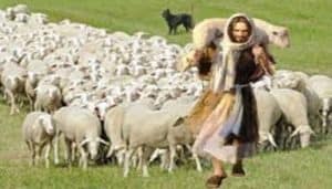 My Sheep Hear My Voice Meaning Kjv - Christ Win